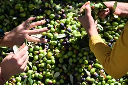 Antalya olive harvest under way with crop seen up 40% at 70,000 tonnes