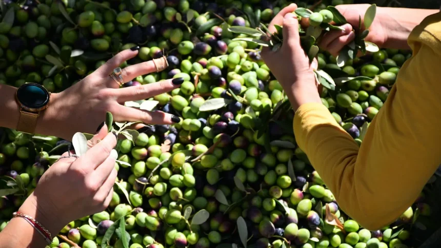 Antalya olive harvest under way with crop seen up 40% at 70,000 tonnes