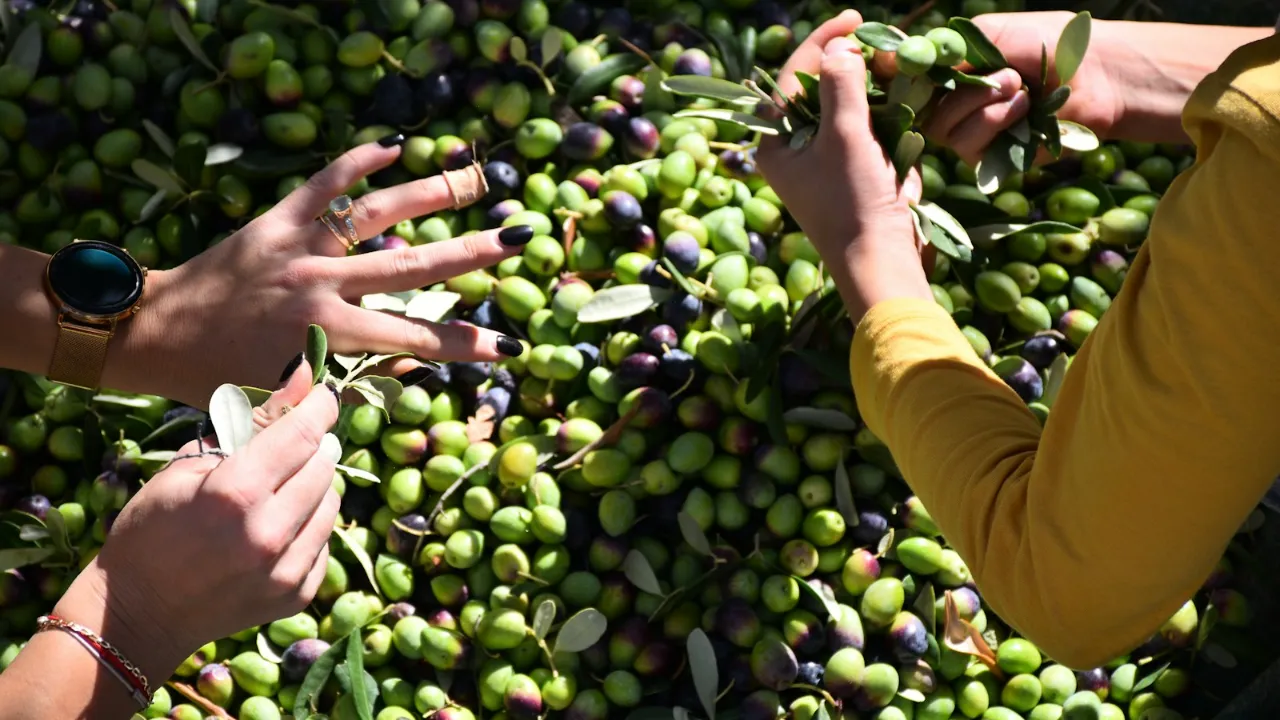 Antalya olive harvest under way with crop seen up 40% at 70,000 tonnes
