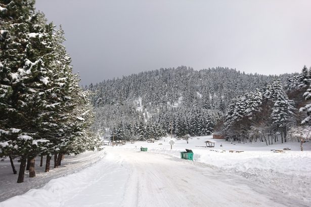 Snow-covered road through pine forest at Abant in winter