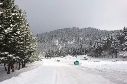 Snow-covered road through pine forest at Abant in winter