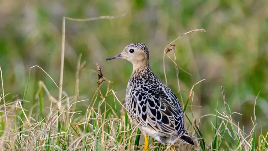 Rare North American sandpiper at Manavgat river mouth becomes Türkiye's 506th recorded bird species