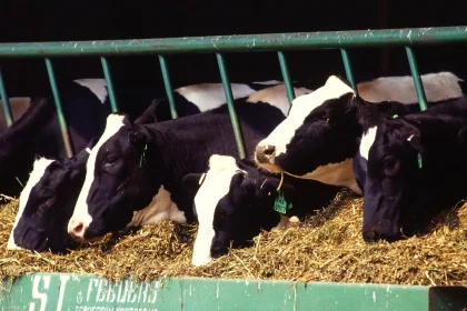 Türkiye's Meat and Milk Board details role as sole butter importer; sugar beet price set at 3,720 lira