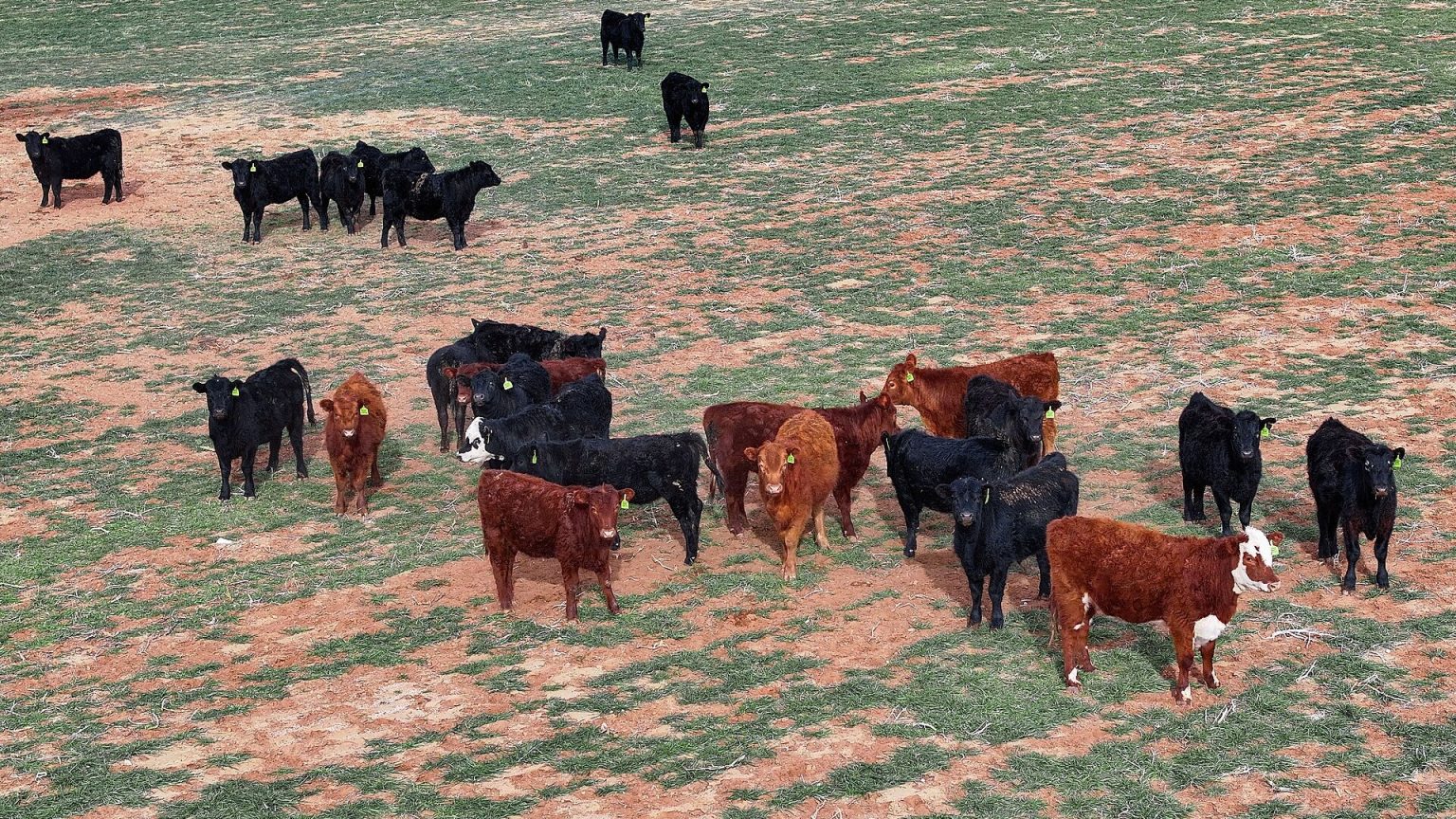Migros invests €9 million in 10,000-head beef breeding farm in Aydın's Koçarlı