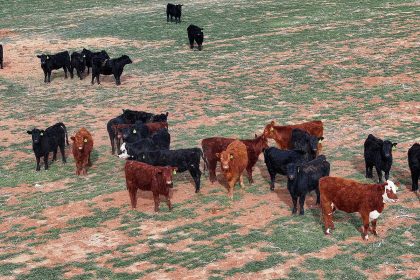Migros invests €9 million in 10,000-head beef breeding farm in Aydın's Koçarlı