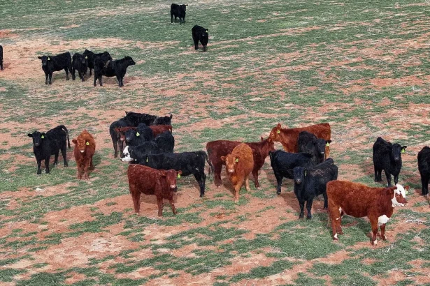 Migros invests €9 million in 10,000-head beef breeding farm in Aydın's Koçarlı