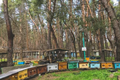 Muğla beekeepers say glucose syrup honey is being sold as pine honey