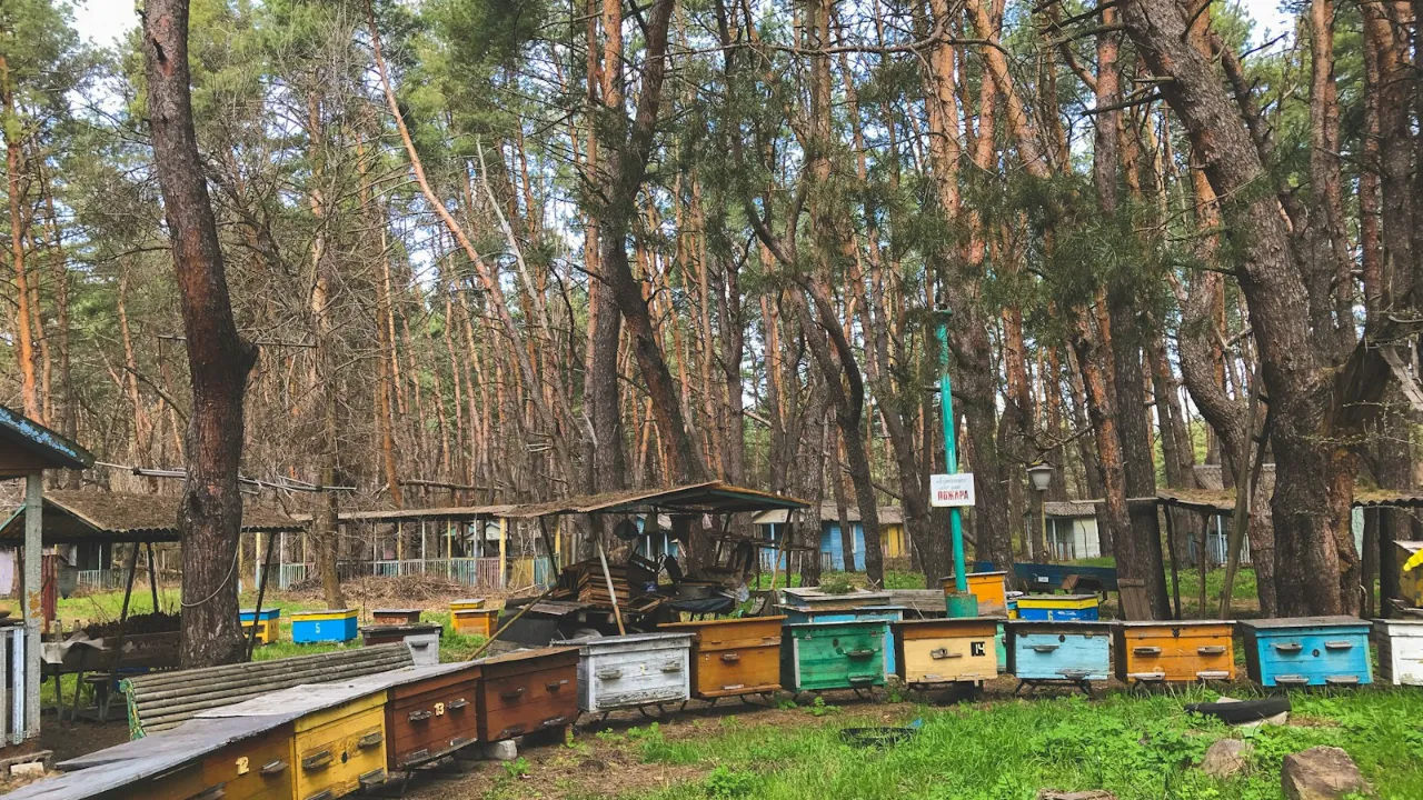 Muğla beekeepers say glucose syrup honey is being sold as pine honey