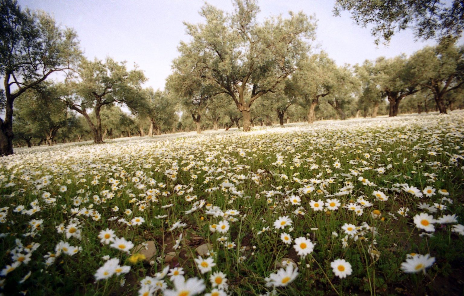 Passa Yapı plans 517-home housing project in İzmir's Torbalı district, environmental review under way