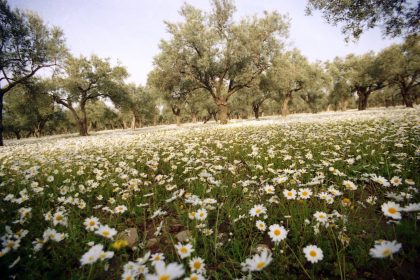 Passa Yapı plans 517-home housing project in İzmir's Torbalı district, environmental review under way