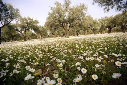 Passa Yapı plans 517-home housing project in İzmir's Torbalı district, environmental review under way
