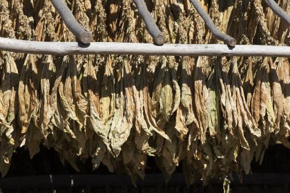 Nicotiana tabacum - Tütün, Malatya 2018-09-27 02